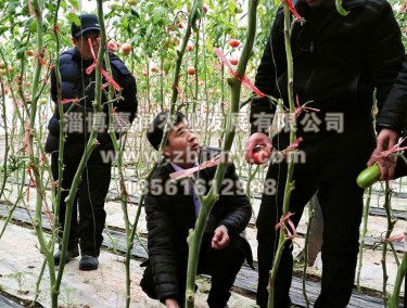 張總與哈薩克斯坦技(jì)術(shù)人(rén)員(yuán)進棚區(qū)參觀交流