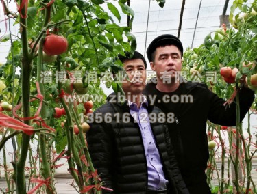 張總與哈薩克斯坦技(jì)術(shù)人(rén)員(yuán)進棚區(qū)參觀交流