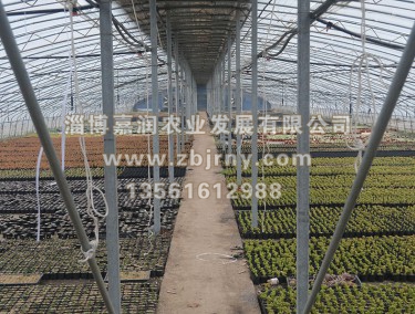 多(duō)肉養殖2代棚